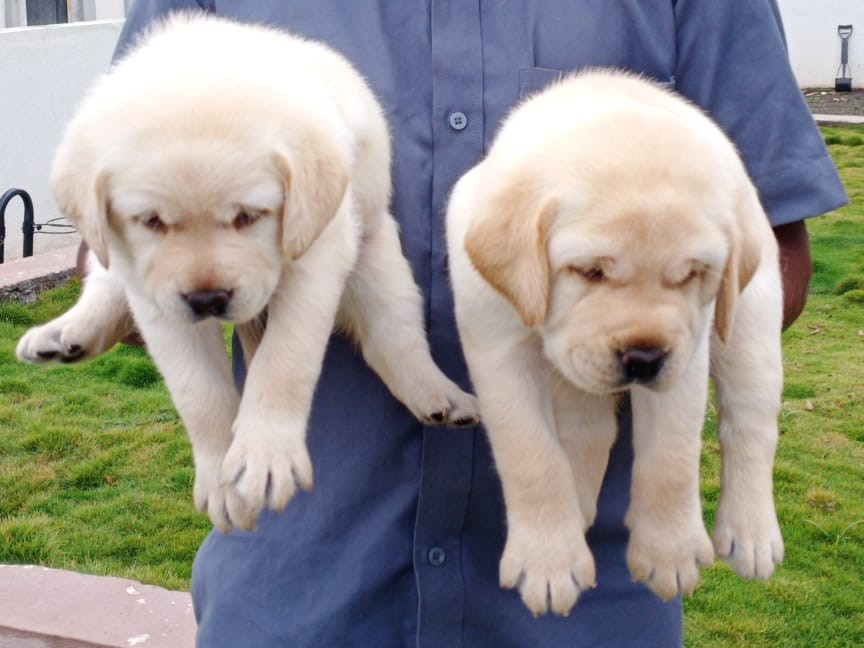 labrador retriever price in kolkata