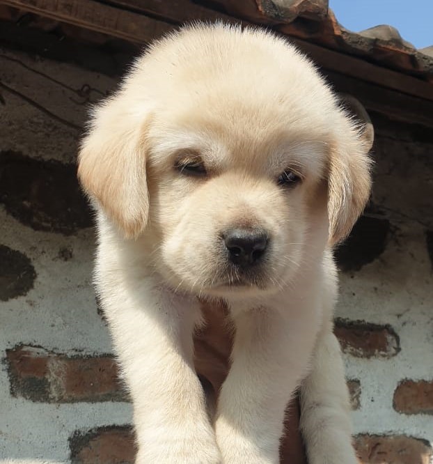 Labrador for sale online in hyderabad