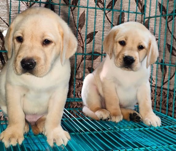 Labrador male price in hyderabad