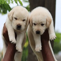 labrador male price in kolkata