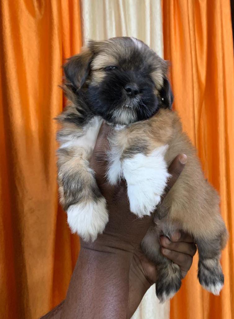 Lhasa-Apso dog price in goa