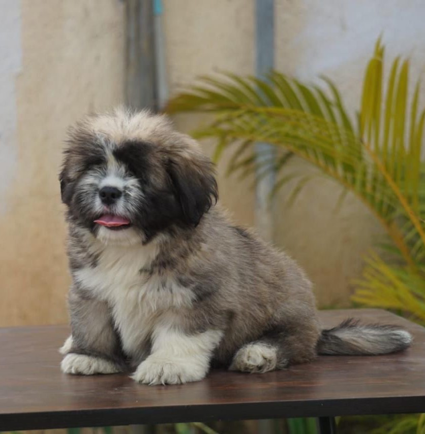 Lhasa Apso price in jaipur