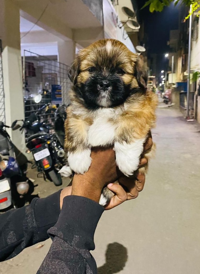 Lhasa Apso female price in jaiopur