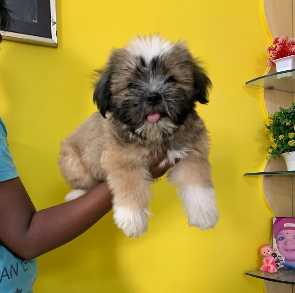 Lhasa Apso for sale in jaipur