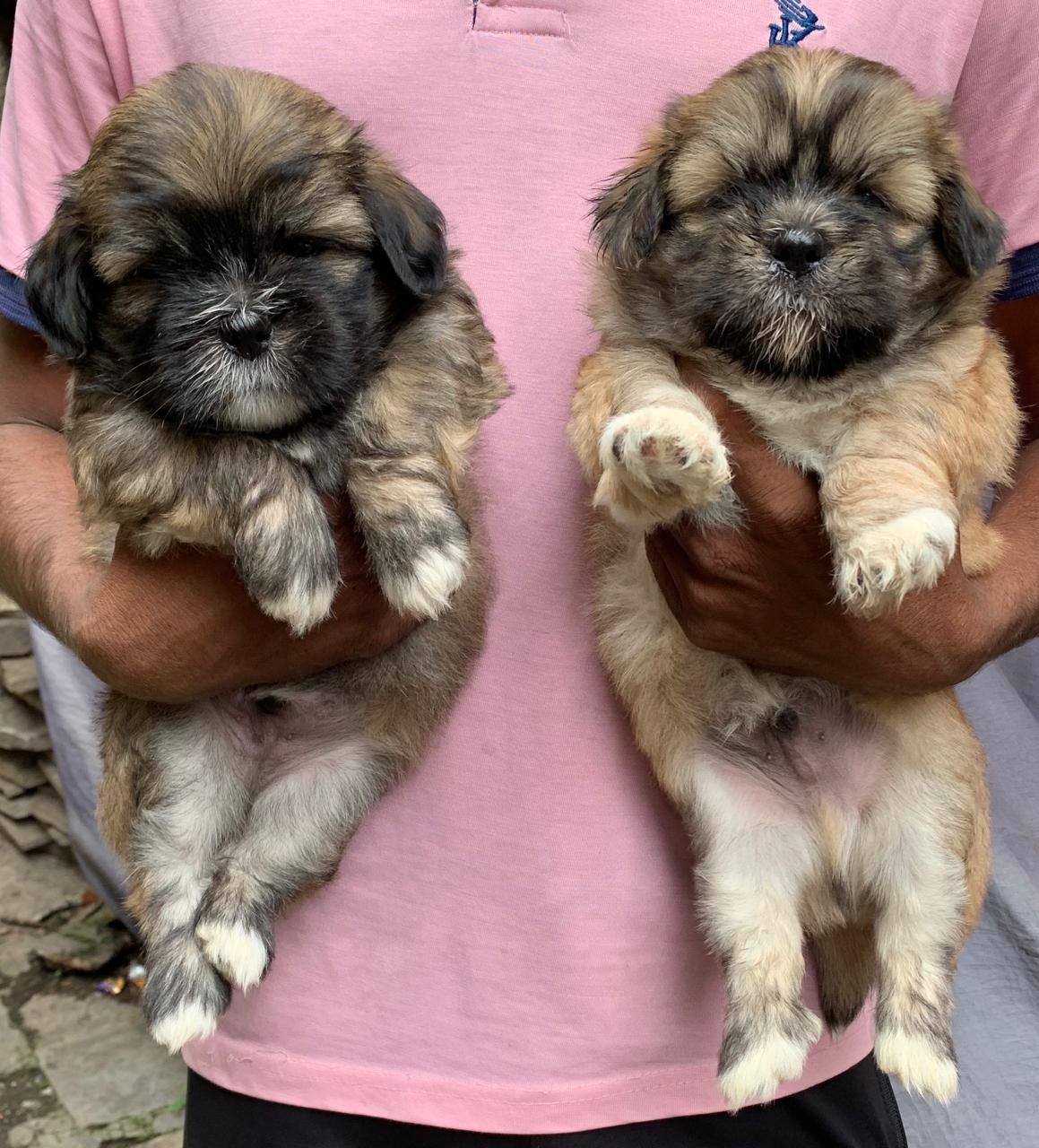 Lhasa Apso puppies price in jaipur