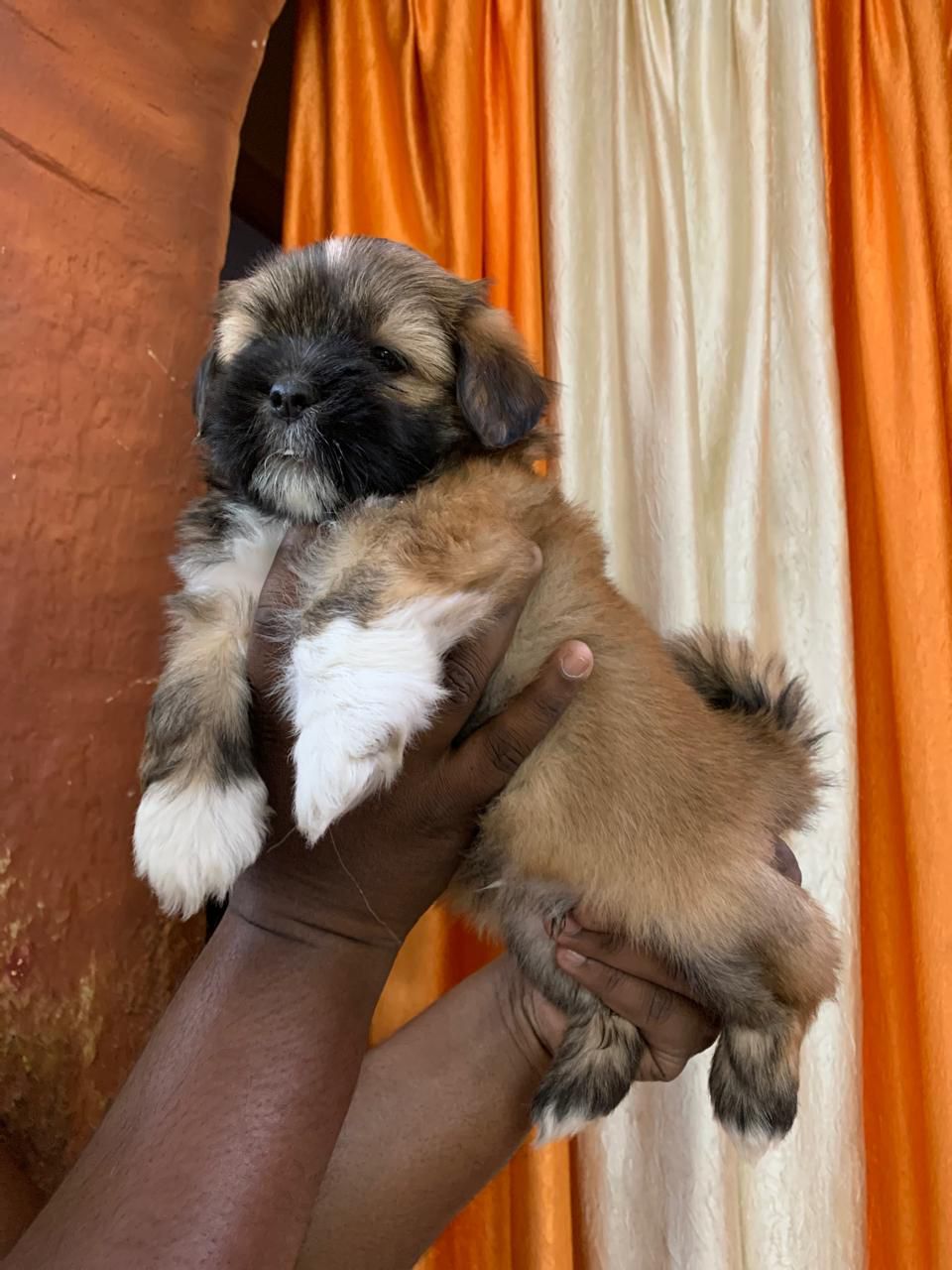 Lhasa Apso male price in jaipur