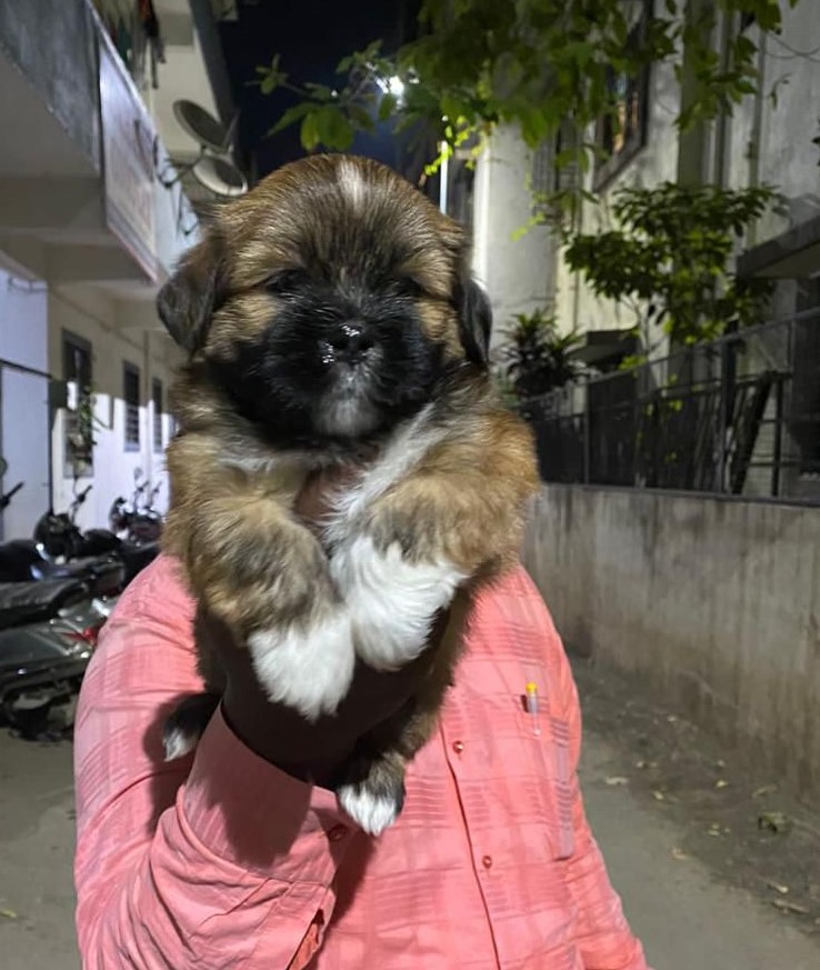 Lhasa-Apso puppy price in vizag