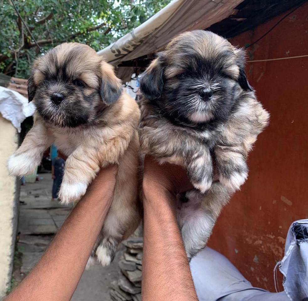 Lhasa-Apso price in vizag