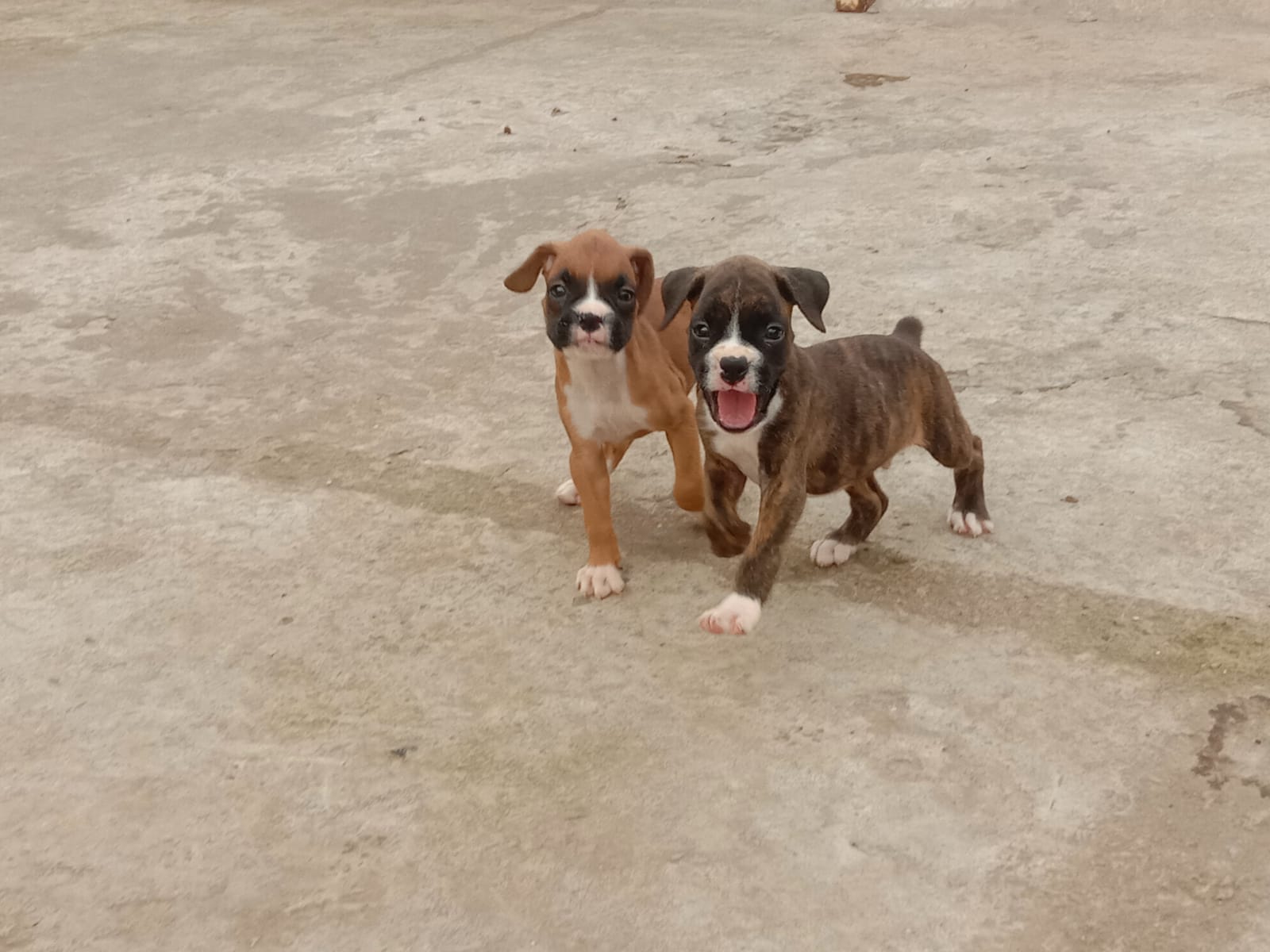 Boxer Puppies Available for sale in Bangalore