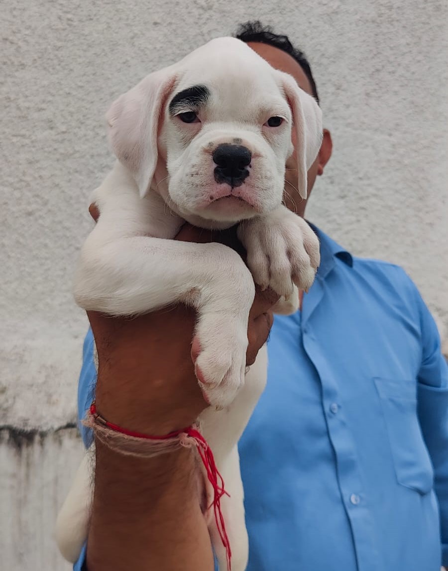 Boxer Male price in pune