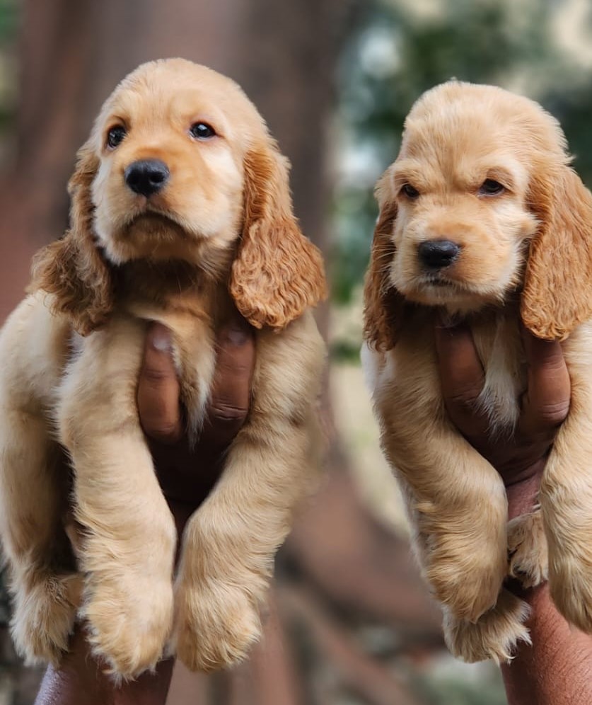 Cute Cocker Spaniel puppies sale in Vijayanagar Bangalore
