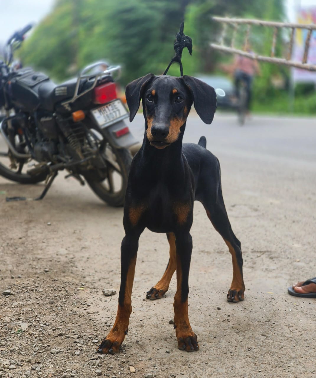 Doberman Puppies Available
for sale Bangalore
