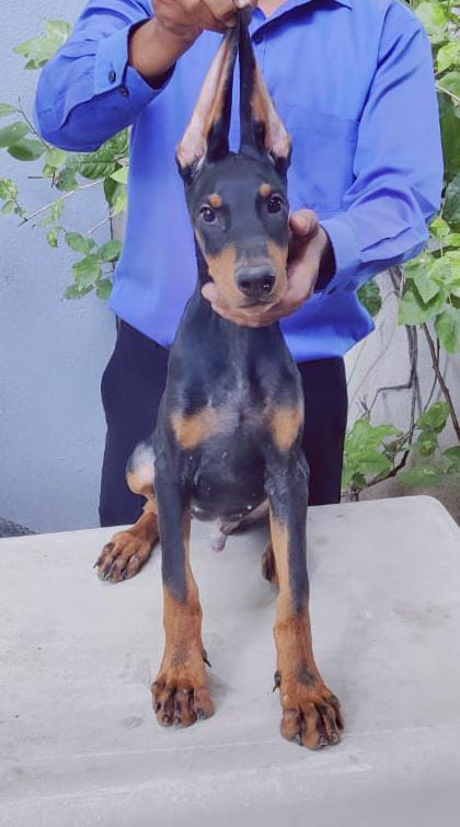 Doberman Puppies Available
for sale Bangalore
