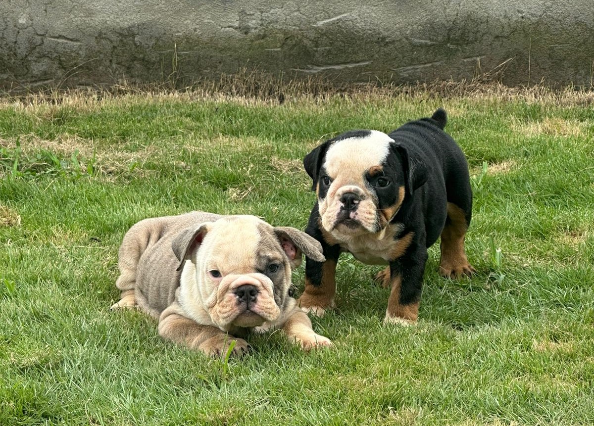 English Bulldog Male Puppies for sale in Bangalore 