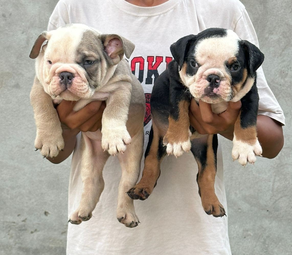 English Bulldog Puppies for sale in Varthur Bangalore 