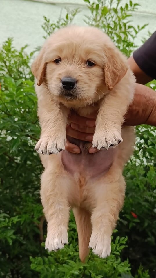 golden retriever male price in ahmedabad