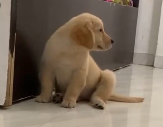 golden retriever price in ahmedabad