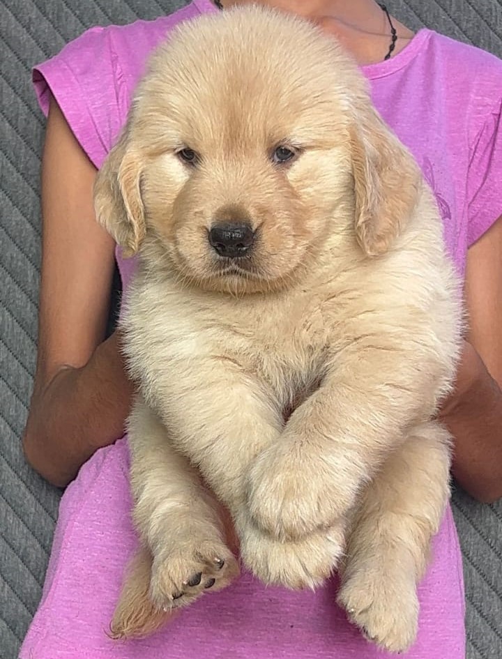 Golden Retriever Puppies sale in Bangalore
