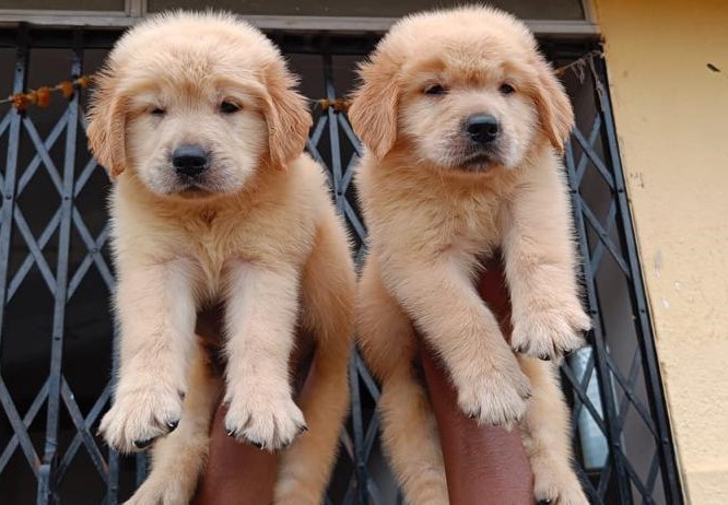 Golden Retriever Puppies for sale in Bangalore
