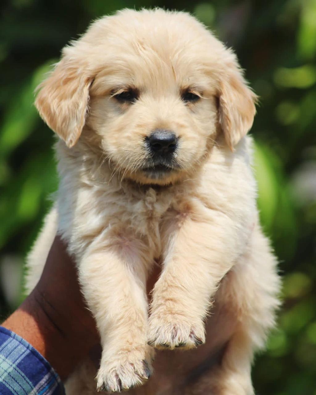 Golden Retriever Female Puppies sale in Bangalore 