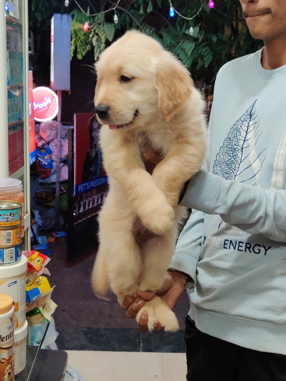 Golden Retrievers female price in pune