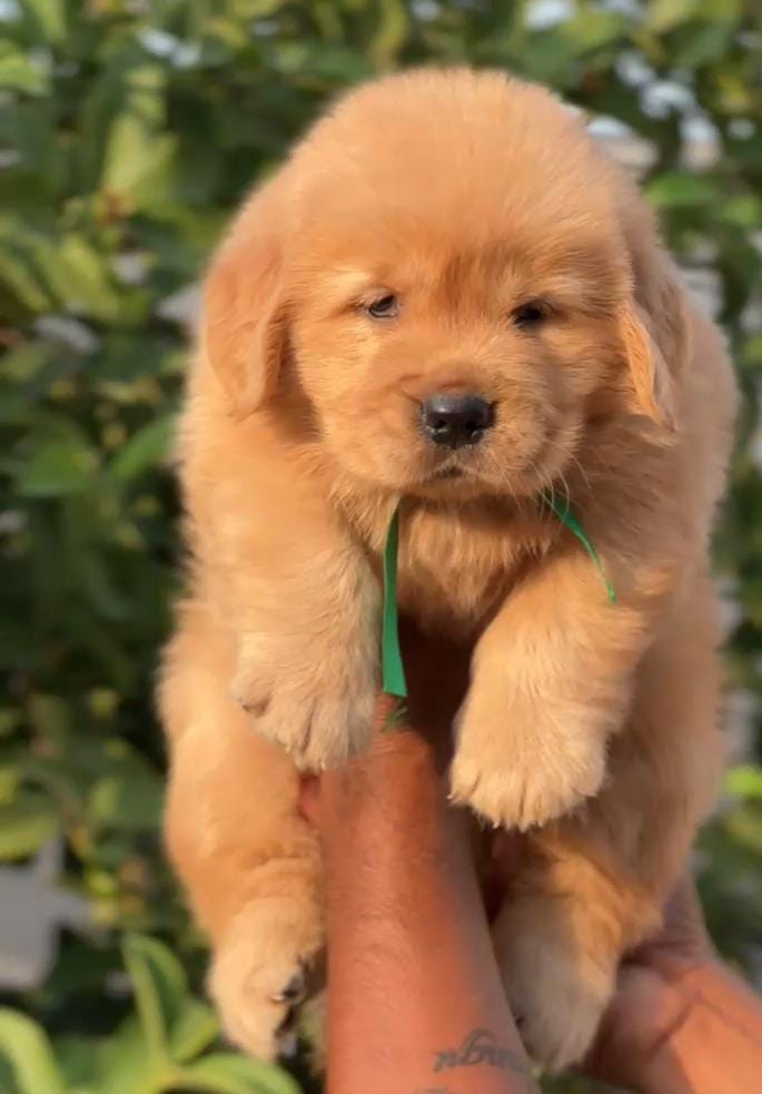 Golden Retrievers for sale online in pune