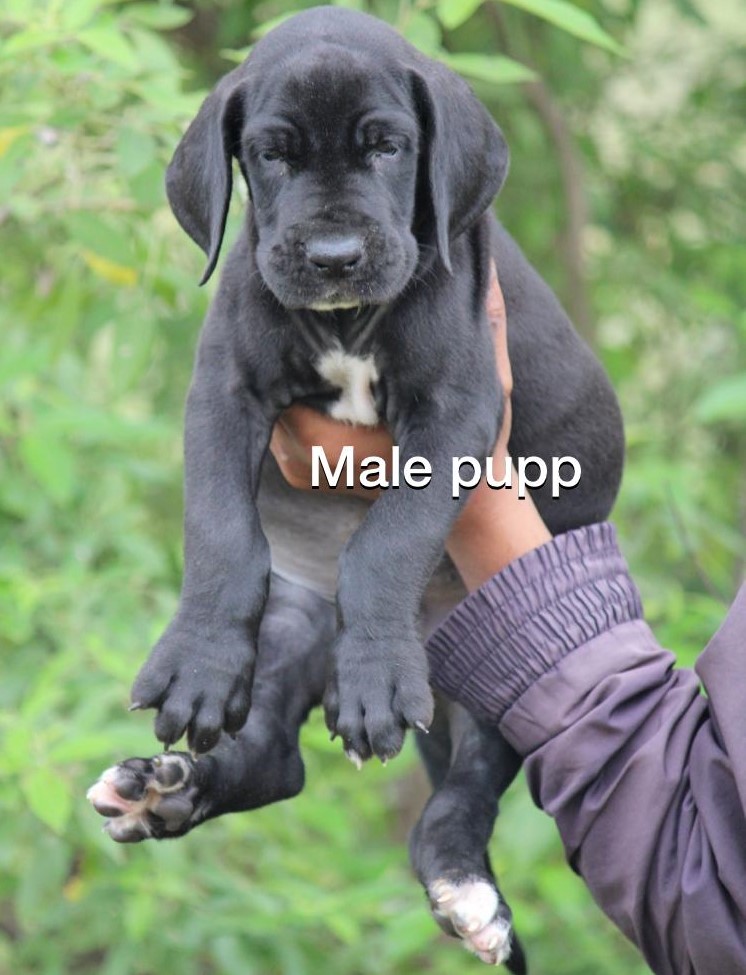 Grand Great Dane Puppies for sale in Bangalore 