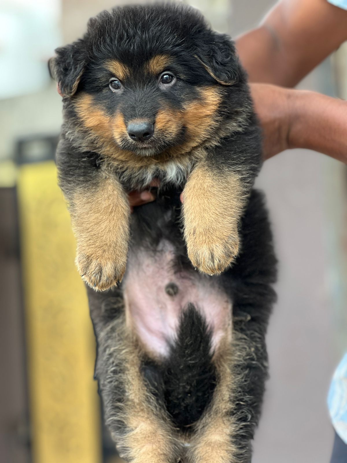 German Shepherd Puppies sale in Bangalore
