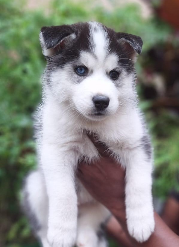 Siberian Husky pet price in pune