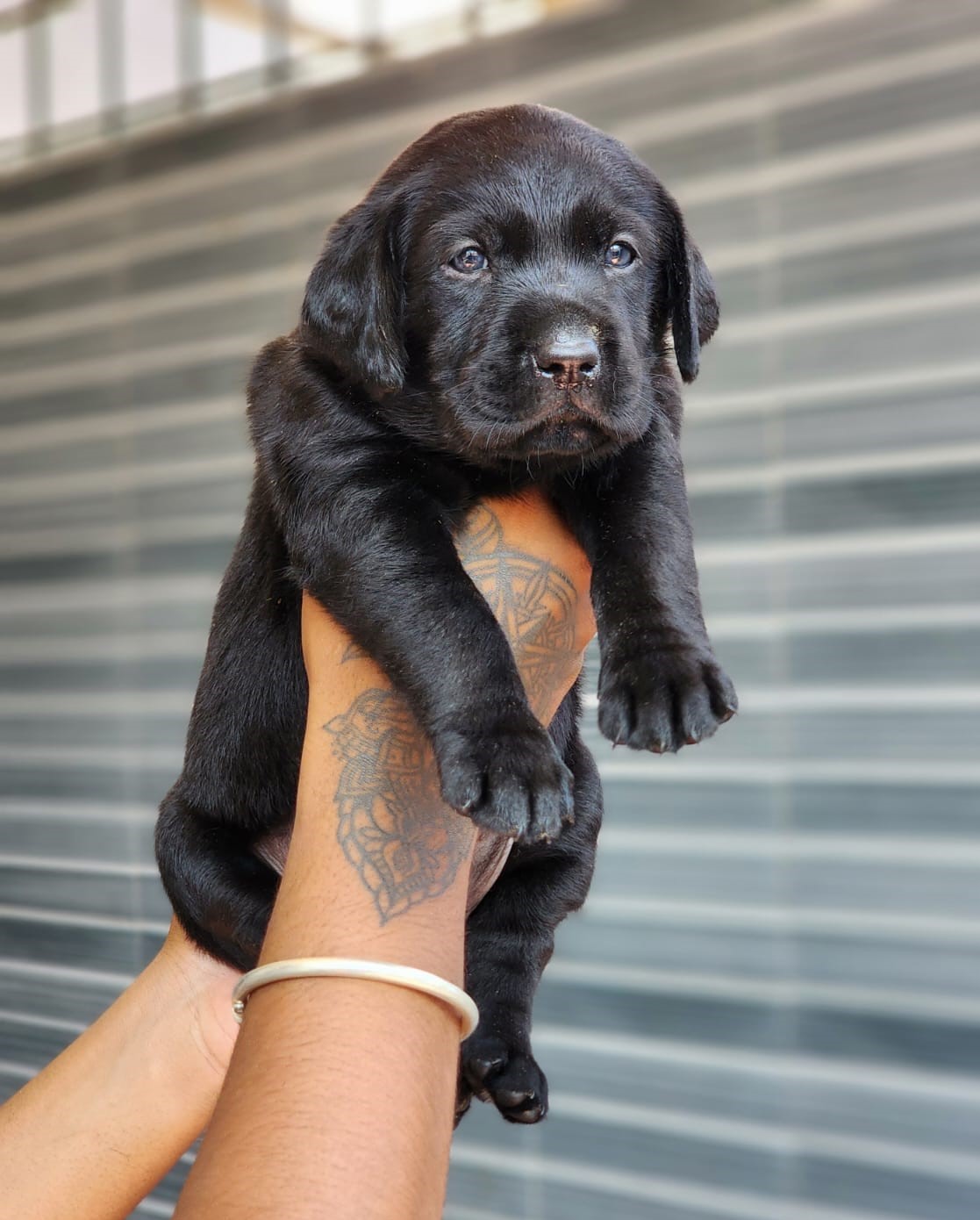 Labrador male puppies for sale