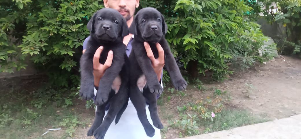 Labrador female puppy sale 