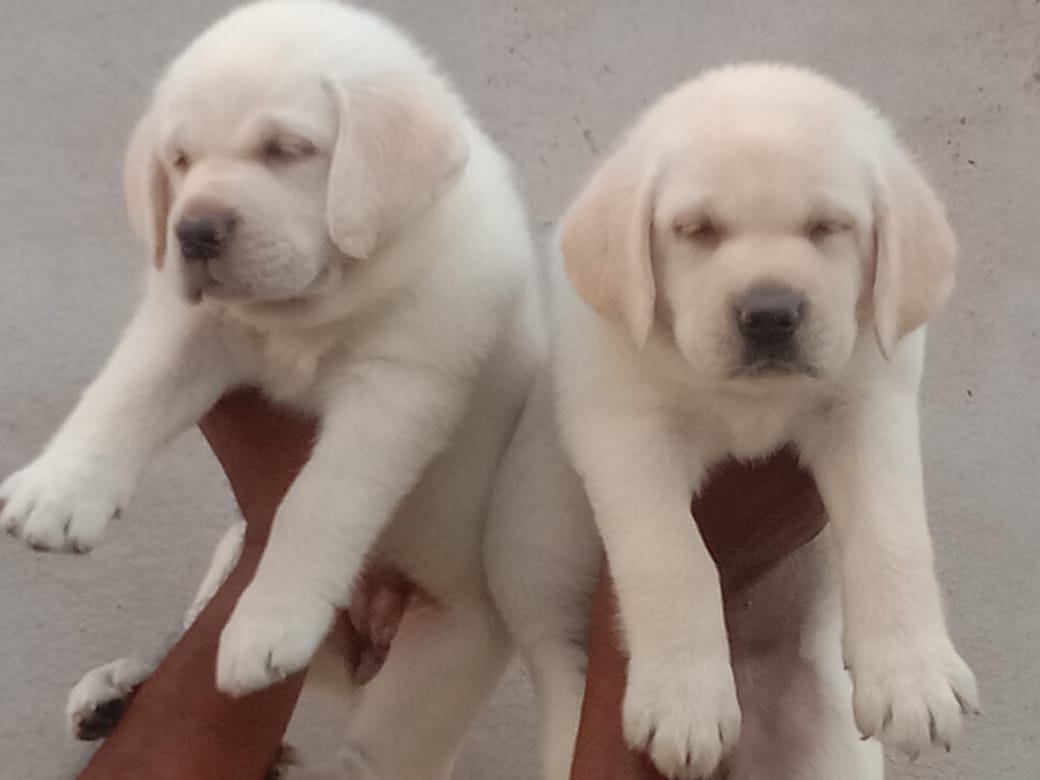 Energetic Endearing Labrador Puppies
sale in Bangalore 