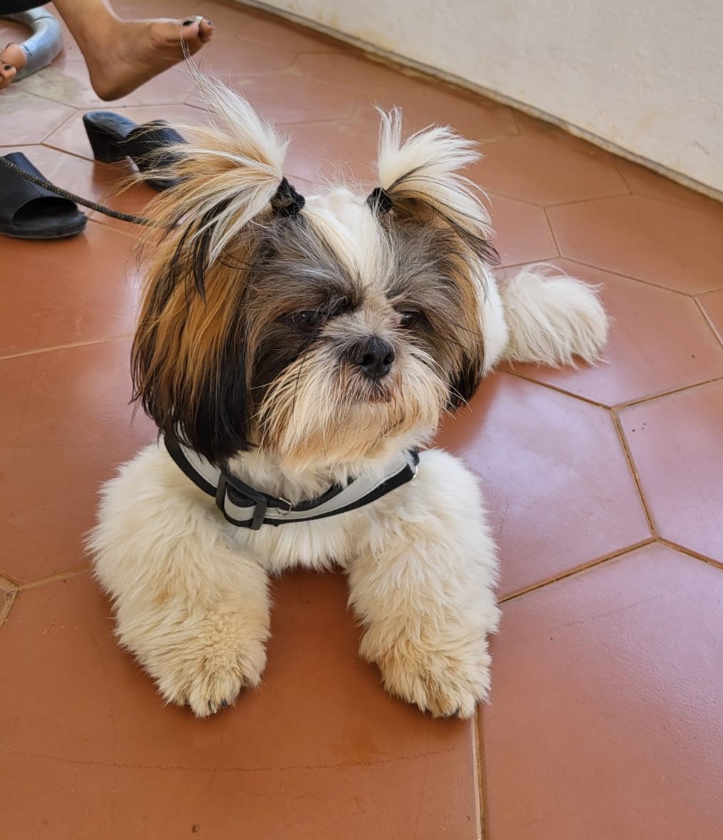 Beautiful Lhasa Apso Puppies sale in Bangalore
