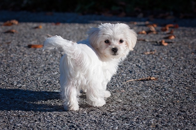 Maltese Puppies for sale in Gottigere Bangalore