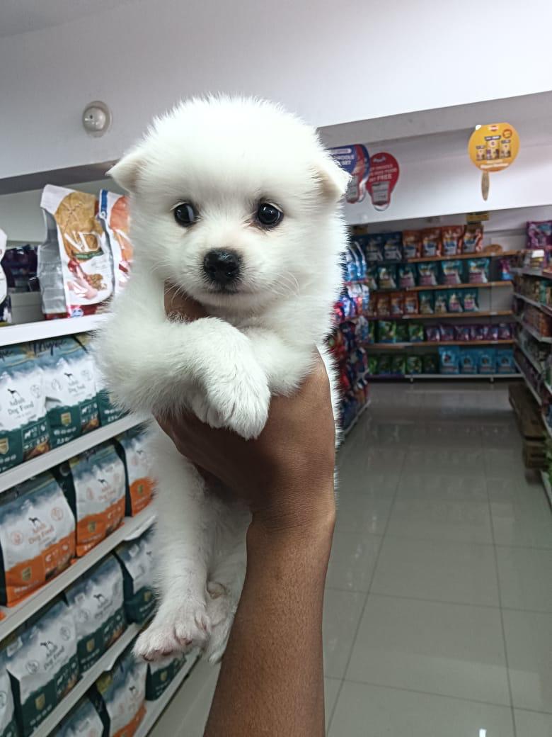 Premium Pomeranian Puppies for sale in Bangalore