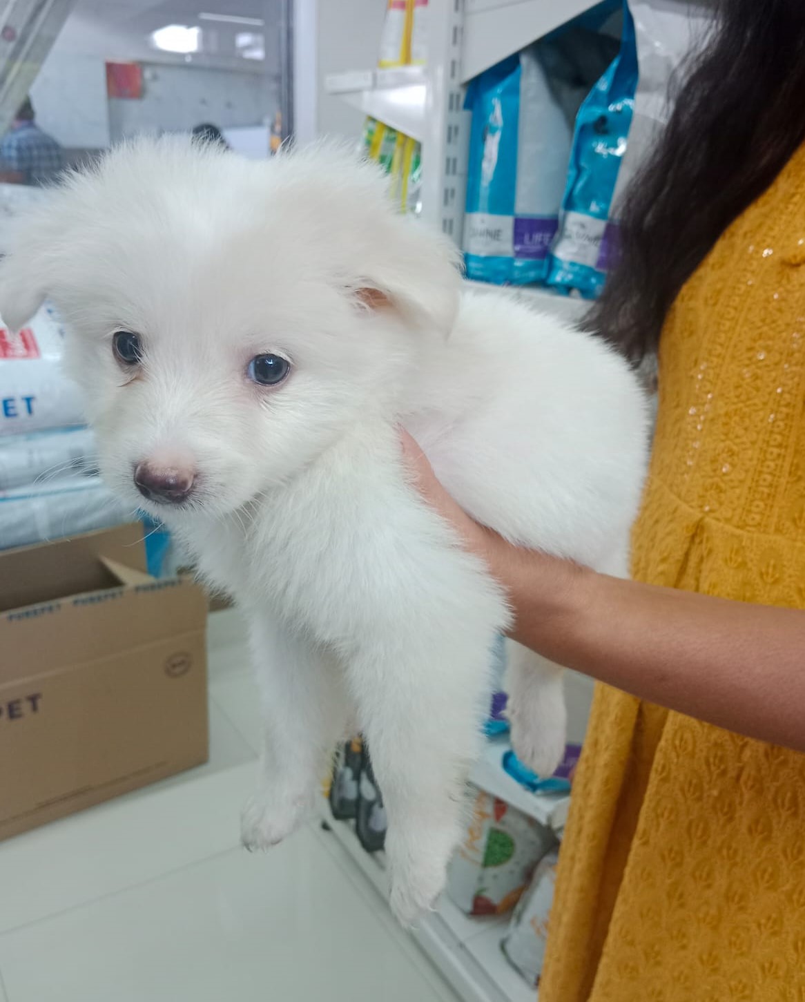 Pomeranian puppies price in pune