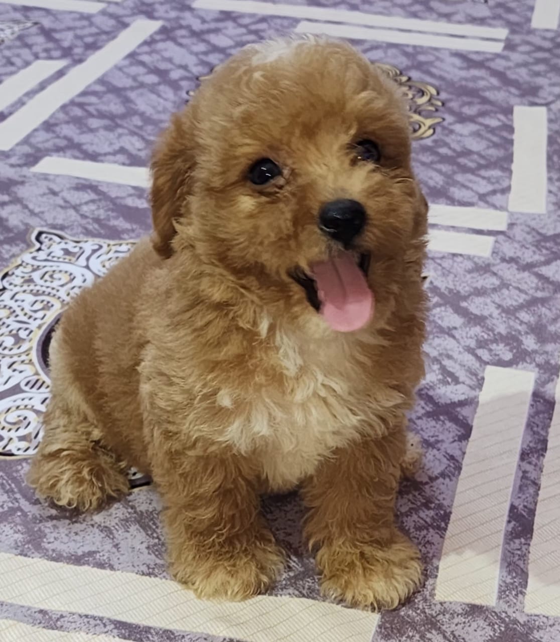 Poodle for sale in Madiwala Bangalore