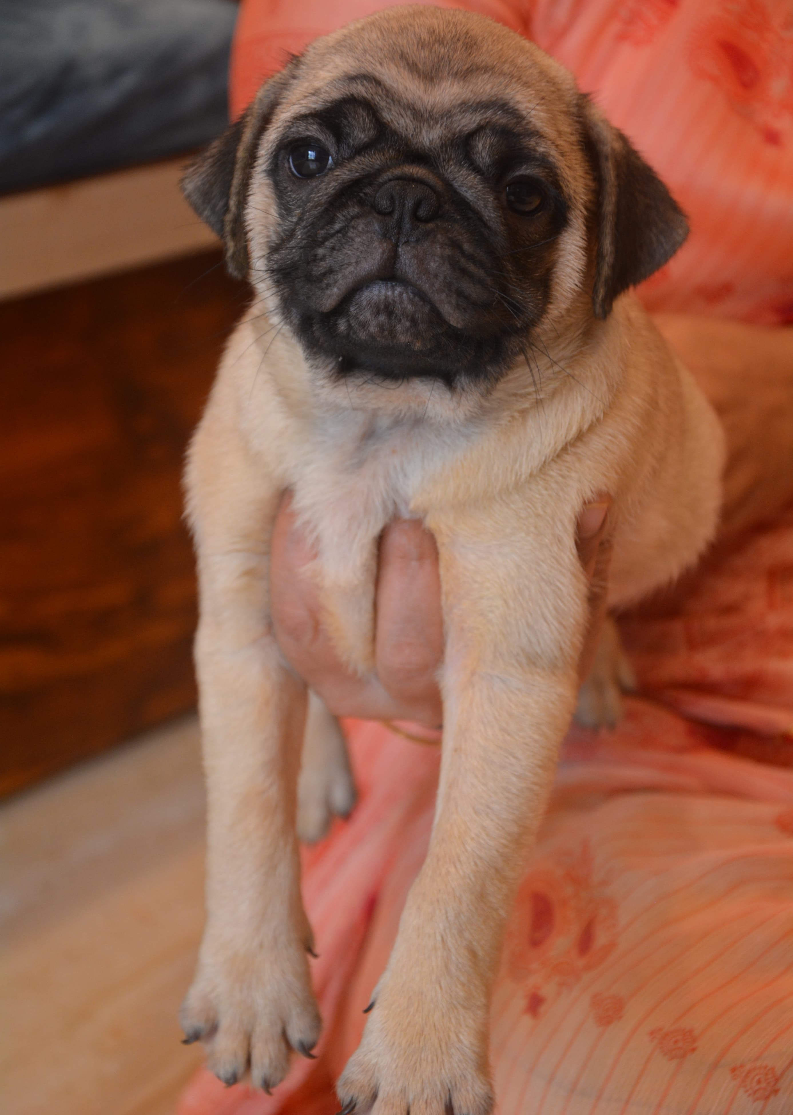 pug male price in pune