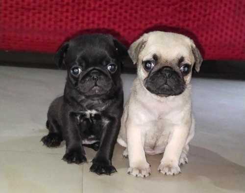 pug price in pune