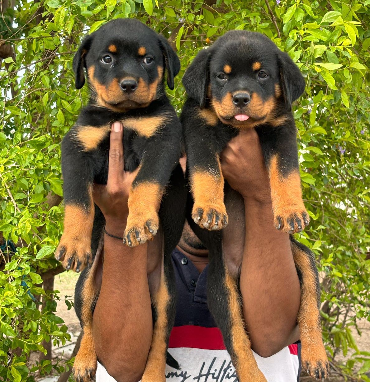 Rottweiler Puppies sale in Bangalore
