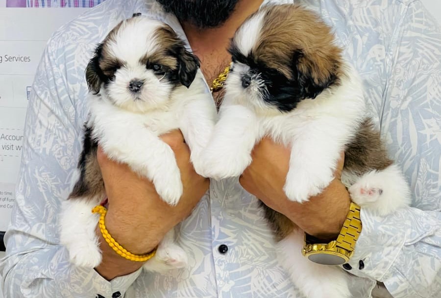 Precious Shih-tzu Female puppy sale in Bangalore
