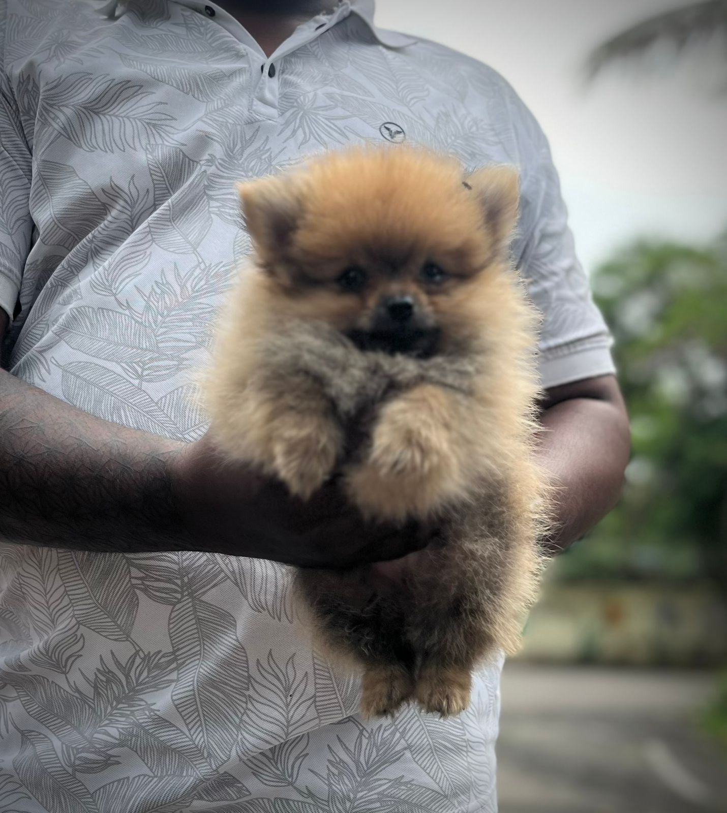 Toy Pomeranian price in pune