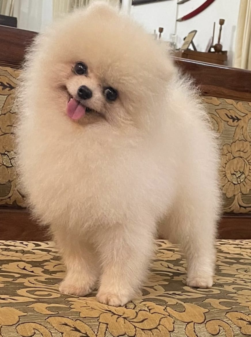 Toy Pomeranian male price in pune