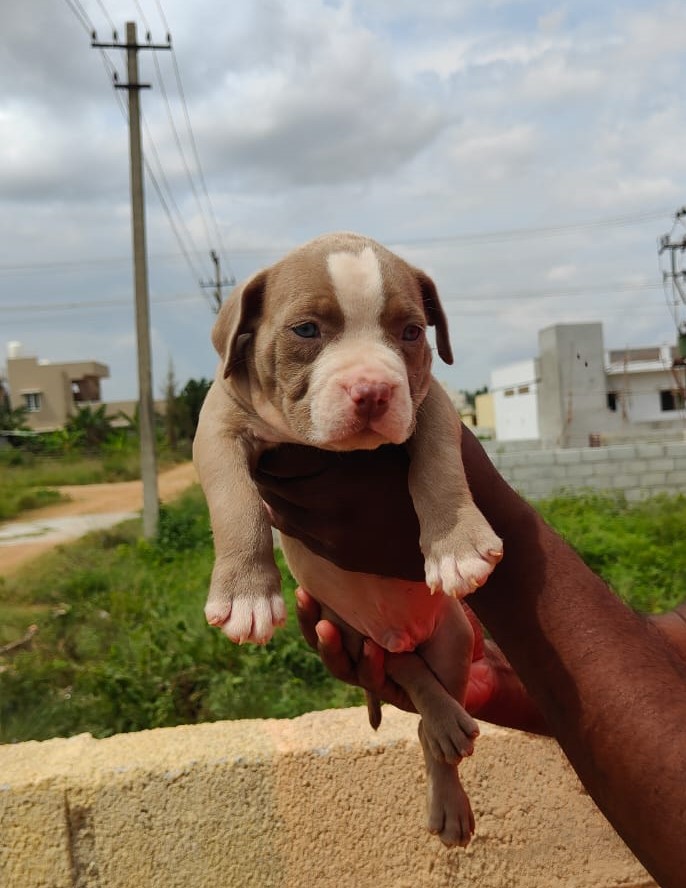 pitbull dog price in ahmedabad