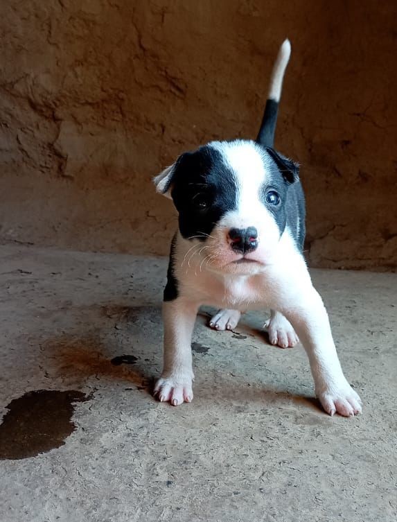 Pitbull female price in goa