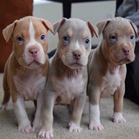 Pitbull female price in jaipur