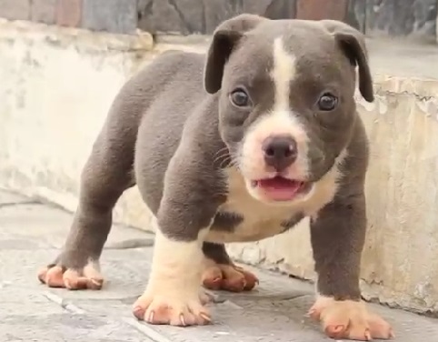 Pitbull for sale online in jaipur