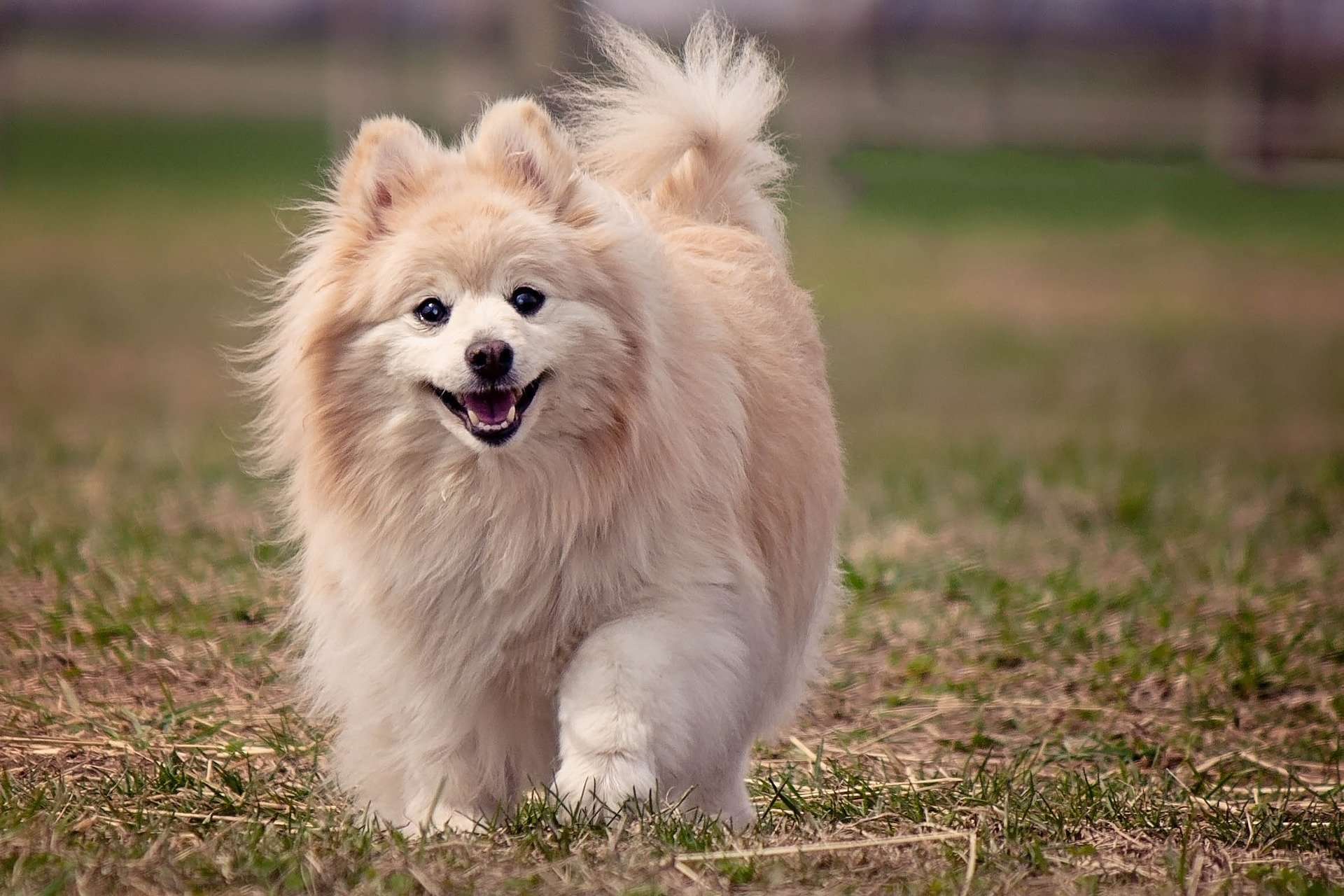 Pomeranian sale in Kolkata 