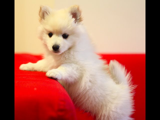 Pomeranian female price in Kolkata 