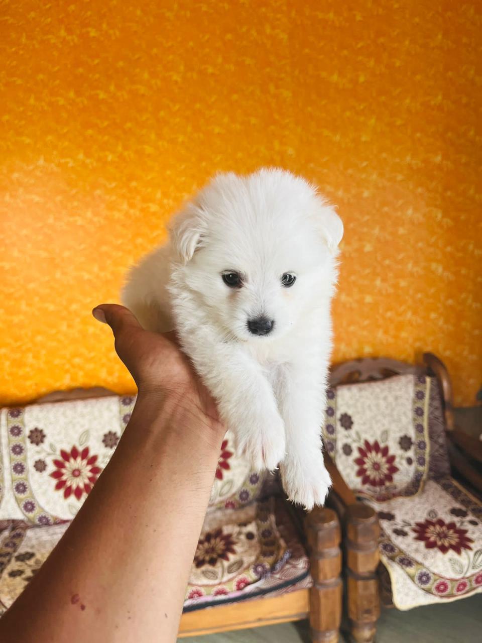 Pomeranian sale in Mumbai 